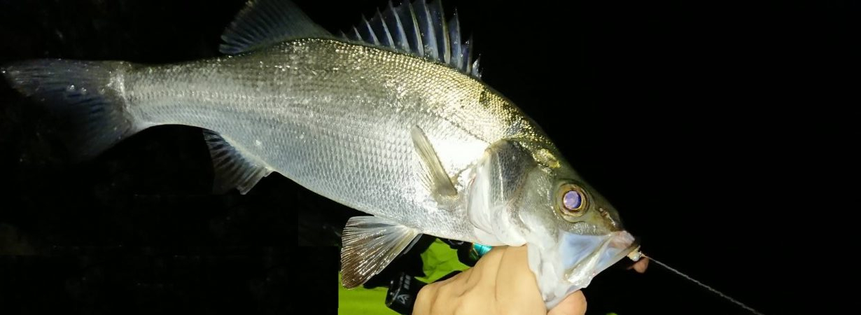 そろそろメバルは終ですね